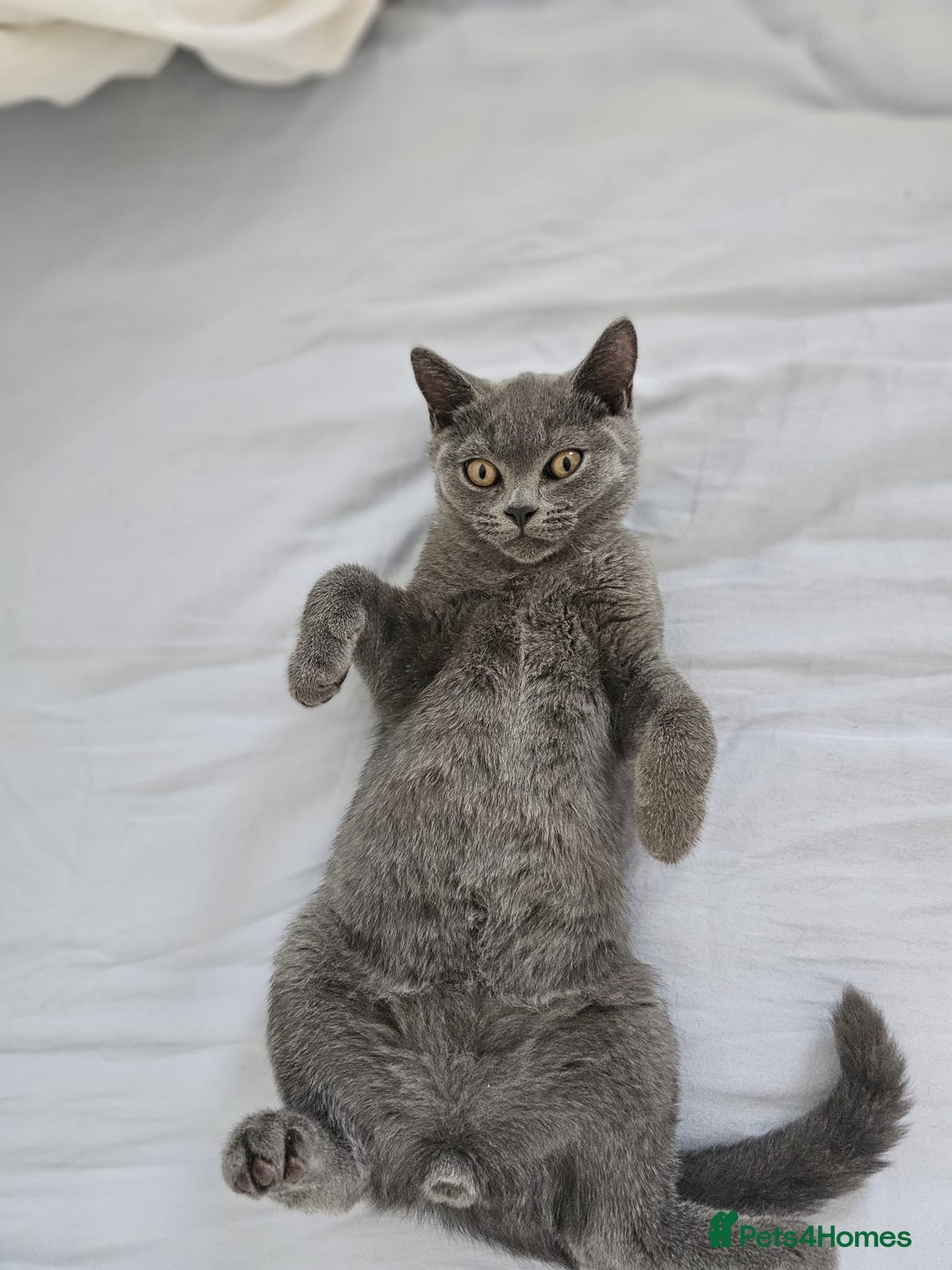British Shorthair cats for sale: British Shorthair  - Image 8