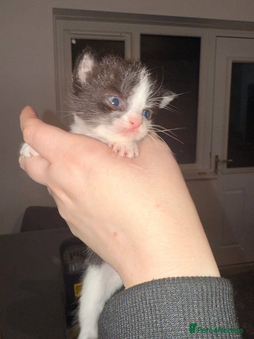 Mixed Breed cats for sale: 3 kittens for sale  - Advert 6