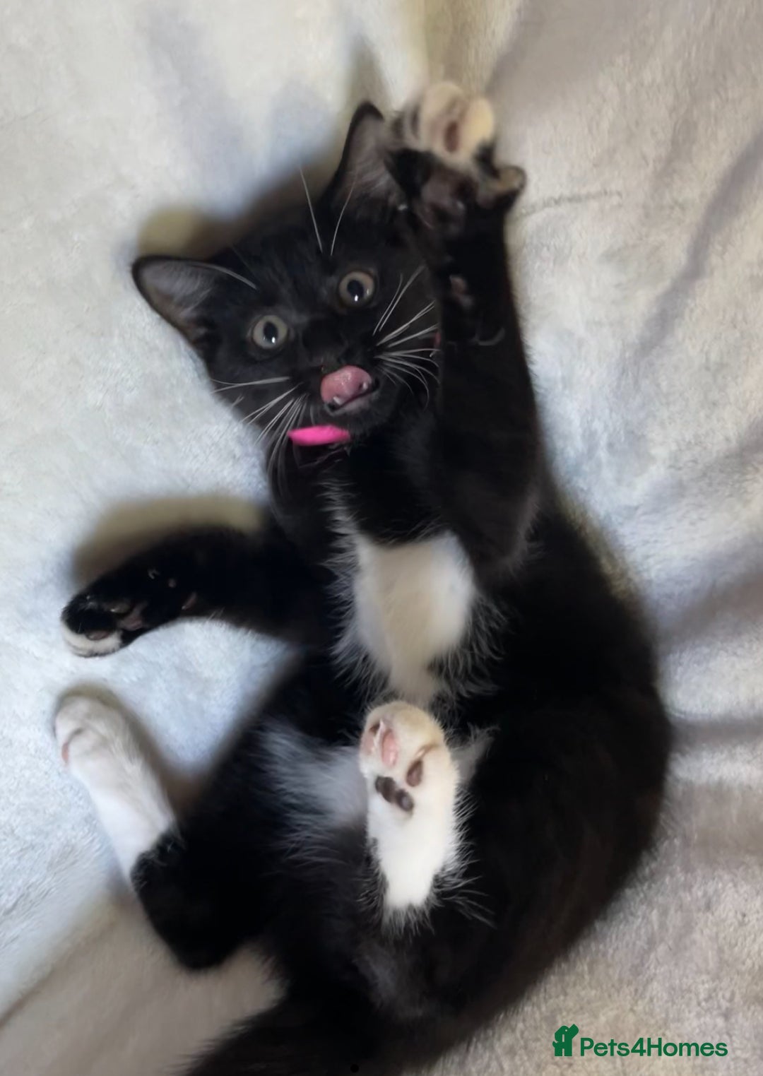 Mixed Breed cats for sale: 😻🐱Meet our adorable Little Princess - Image 4