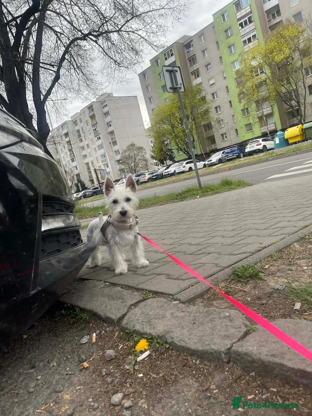 West Highland Terrier dogs for sale: West Highland White Terrier (Westie) Puppy - Advert 2