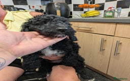 Cockapoo dogs for sale: 2 cockapoo puppies  - Image 2