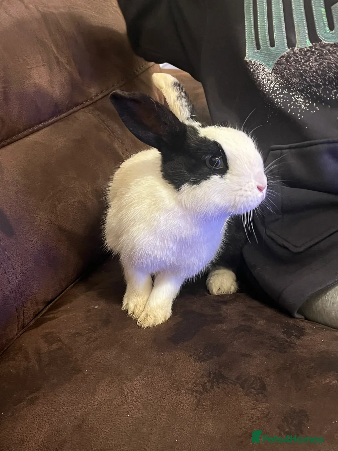 Netherland Dwarf rabbits for sale: House raised - Advert 12