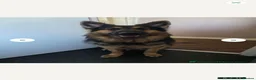 German Shepherd dogs for stud: Axel, German Shepherd🐾 - Advert 6