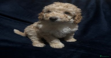 Miniature Poodle dogs - Advert 14