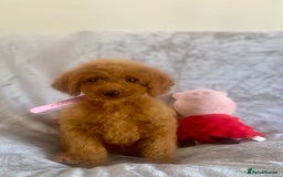 Cockapoo dogs for sale: 🐾 Gorgeous Cockapoo Puppies Ready now 🐾  - Image 4