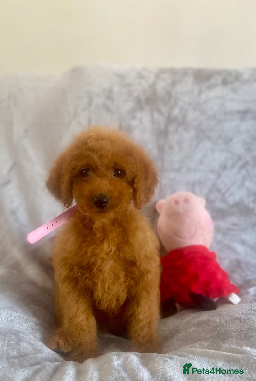 Cockapoo dogs for sale: 🐾 Gorgeous Cockapoo Puppies Ready now 🐾  - Image 4