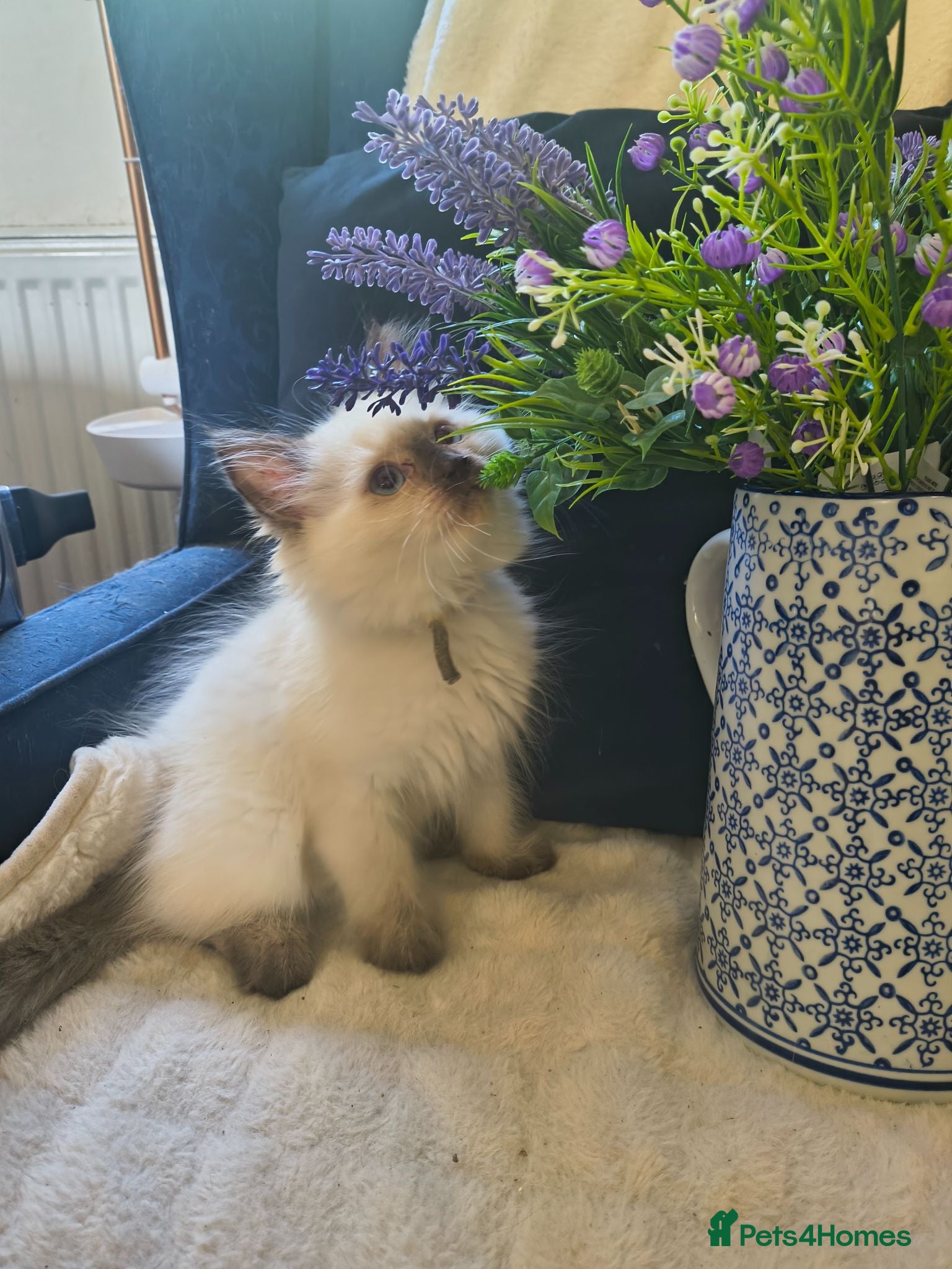 Ragdoll cats Perdolls  - Advert 1