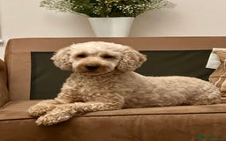 Cavapoo dogs for sale: F1 Cavapoo Pups Due Soon! 🍫Chocolate Carriers🍫  - Image 4