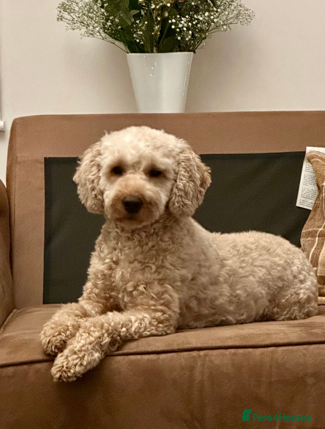 Cavapoo dogs for sale: F1 Cavapoo Pups Due Soon! 🍫Chocolate Carriers🍫  - Image 4