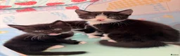 Mixed Breed cats for sale: Beautiful black & white kittens for sale  - Advert 9