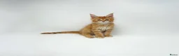 Maine Coon cats for sale: Exceptional Maine Coon Kittens - Rare Red Girls - Advert 37