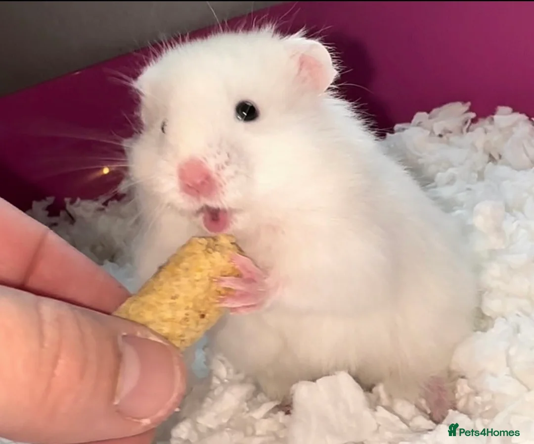 Hamster rodents for sale: Baby hamster  - Advert 1