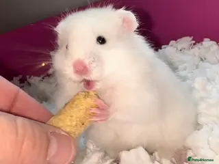 Hamster rodents for sale: Baby hamster - Advert 1