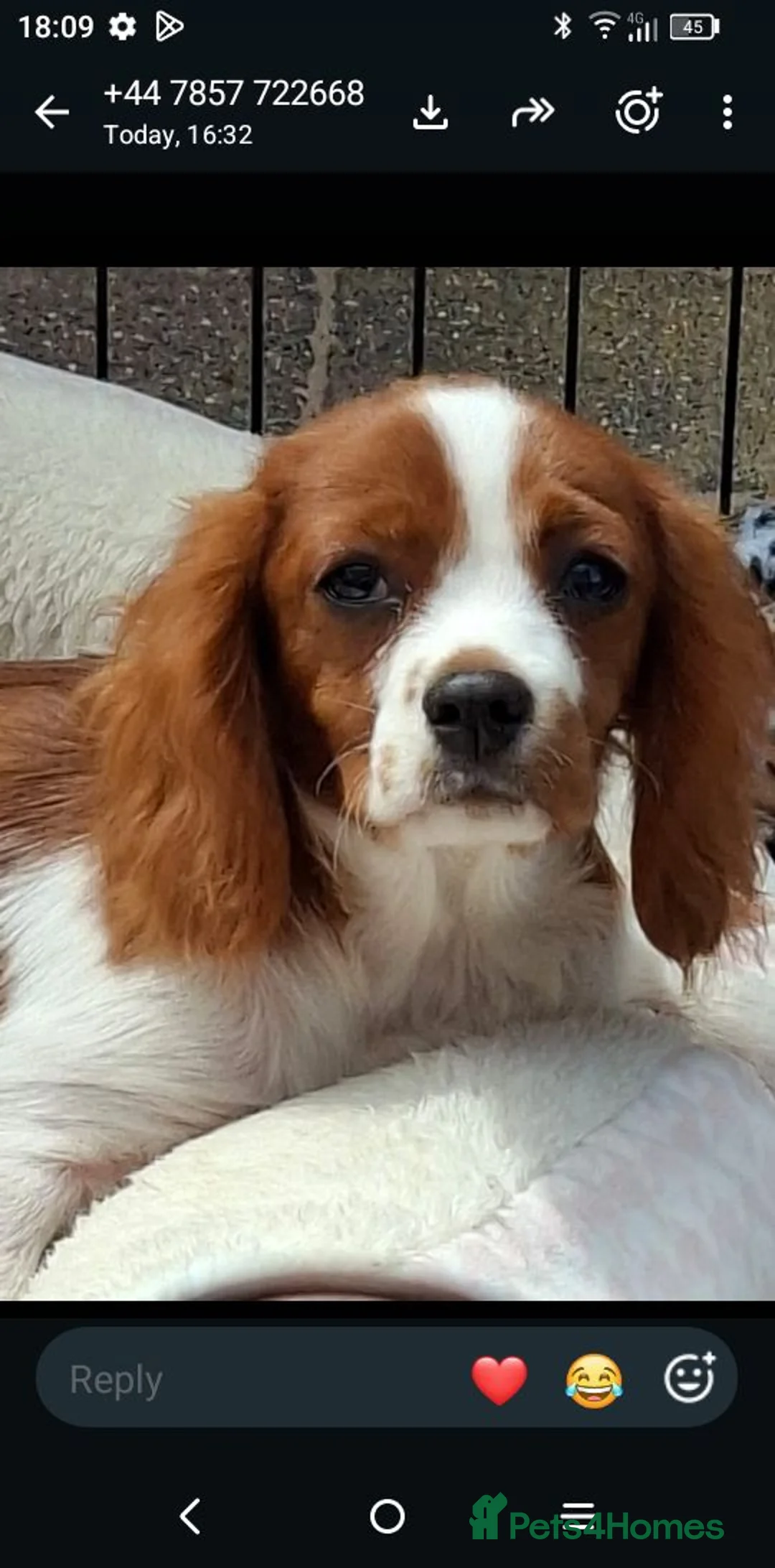 King Charles Spaniel dogs for sale: Pure bred king Charles last boy Blenheim ♥️ - Advert 1