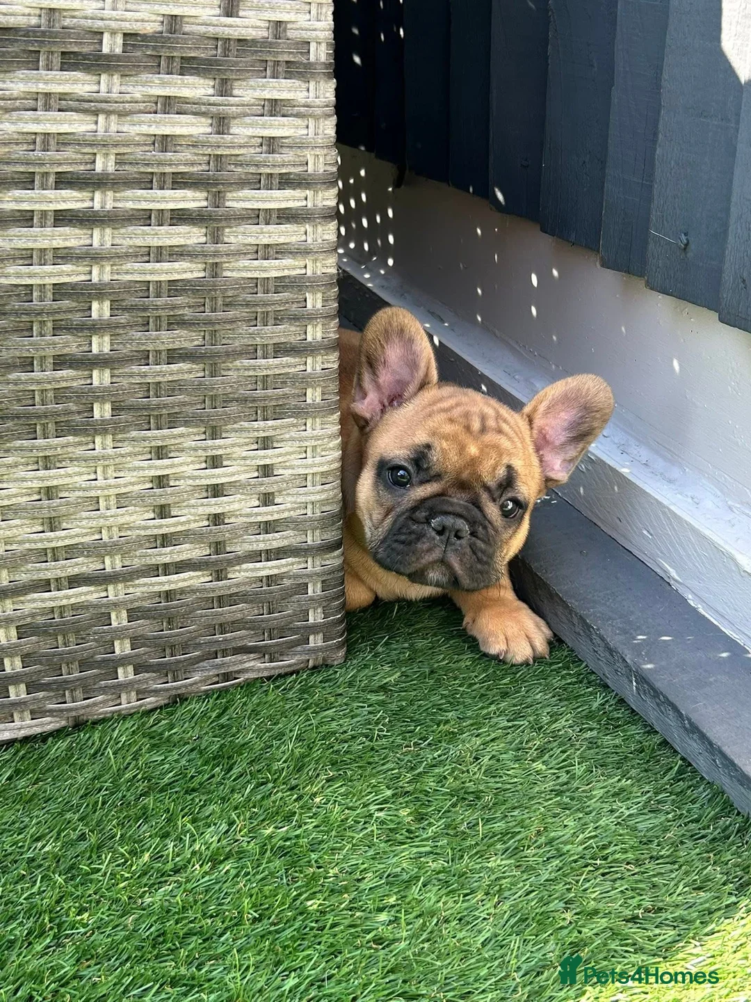 French Bulldog dogs for stud: Denzel- Open for Stud- PROVEN. Son of Super Ted  in Gillingham - Advert 33