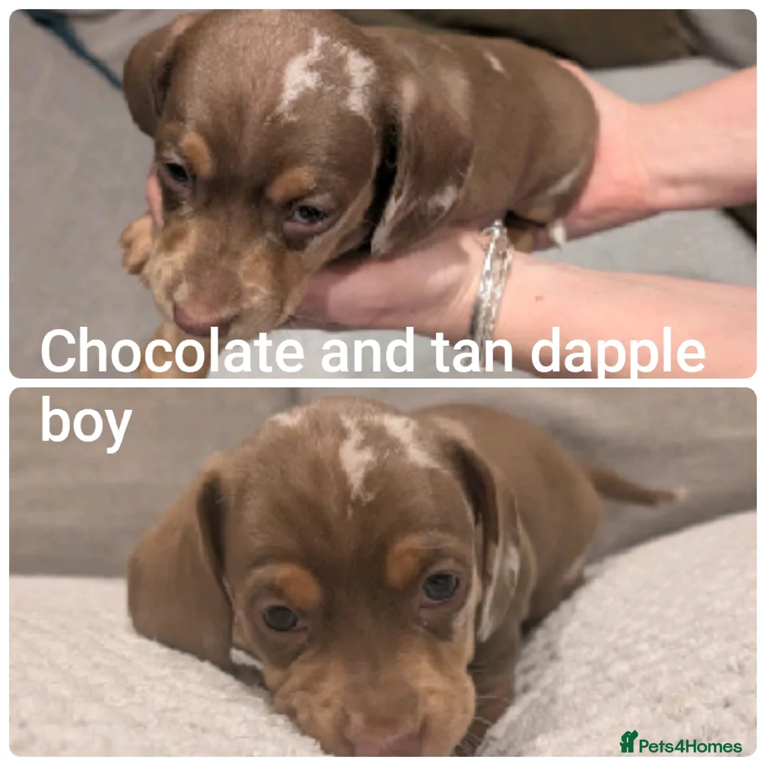 Miniature Dachshund dogs for sale: miniature dachshund puppies litter of 5 - Advert 2