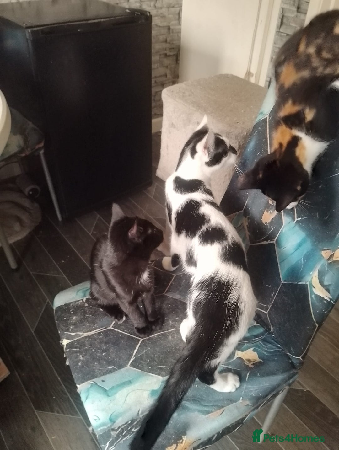 British Shorthair cats for sale: 2 beautiful kittens looking for forever home  - Image 1