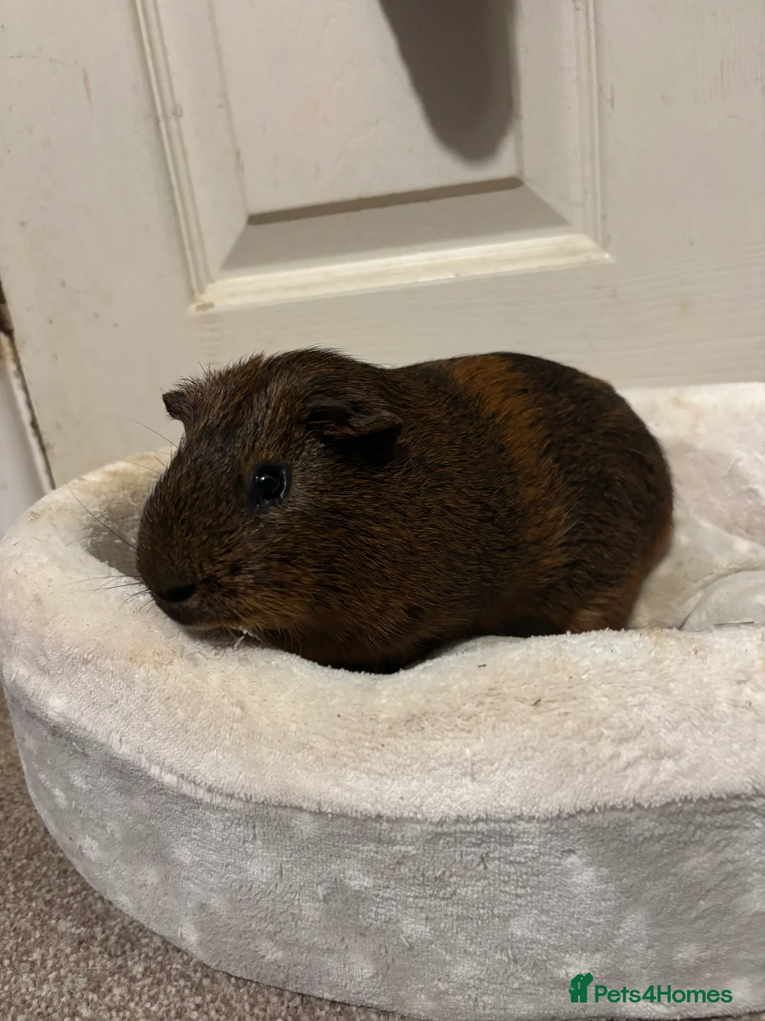 Guinea Pig rodents for sale: Male guinea pig  - Advert 3
