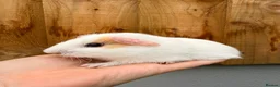 Guinea Pig rodents for sale: Beautiful baby boars  - Advert 4