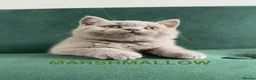 British Shorthair cats for sale: GCCF -SPECTACULAR  -British Shorthair kittens  - Advert 16