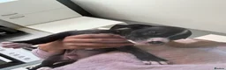 Mixed Breed dogs for sale: Cane Corso x staffy - Advert 11