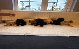 Cockapoo dogs for sale: Cockapoo F2 beautiful puppies  - Image 20