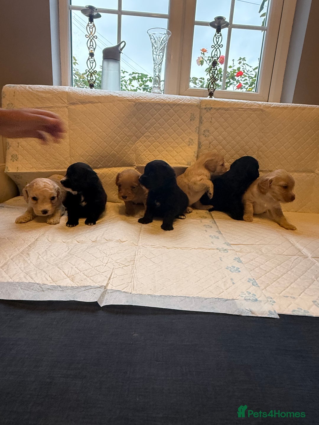 Cockapoo dogs for sale: Cockapoo F2 beautiful puppies  - Image 20
