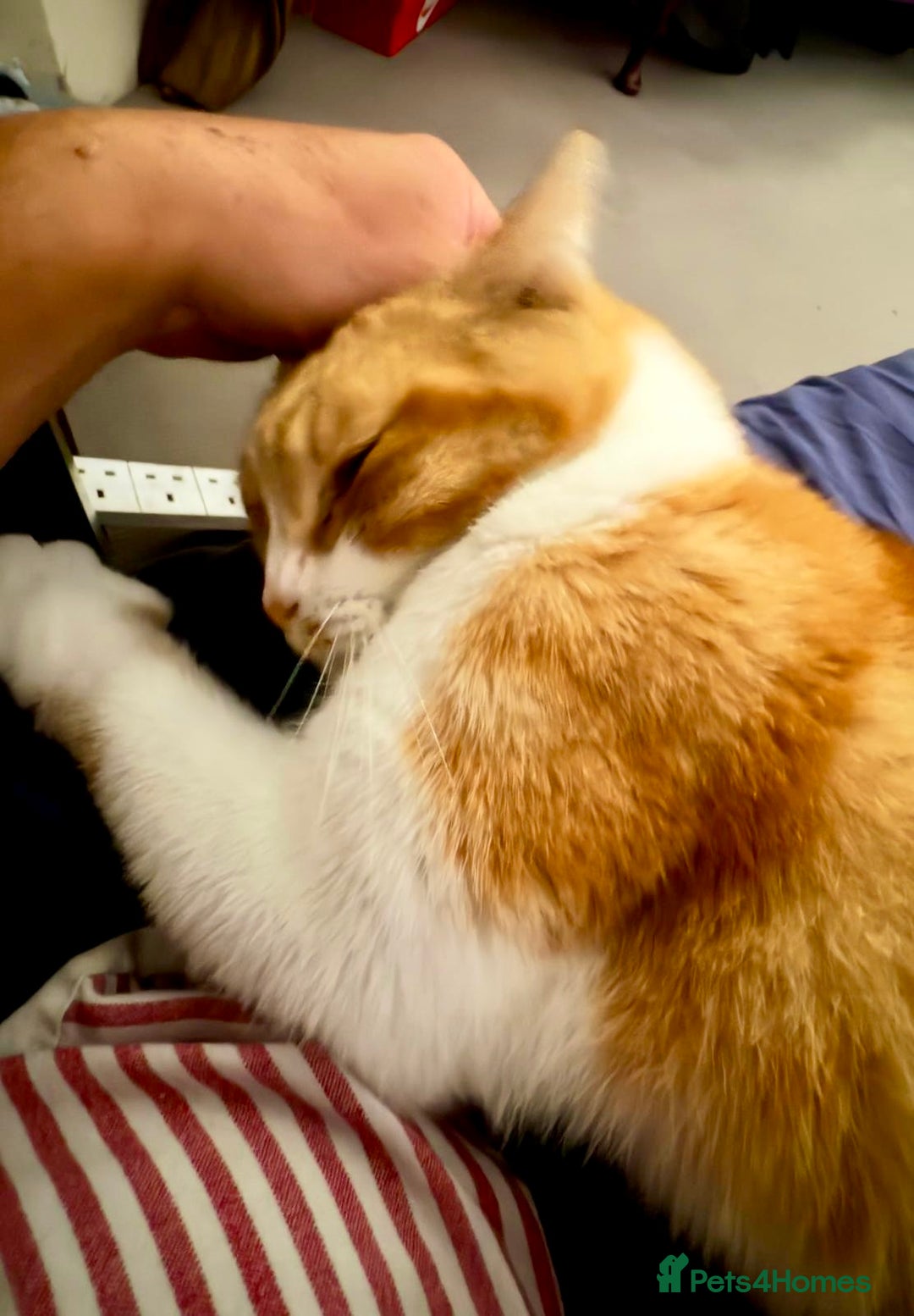 British Shorthair cats for sale: Spice - Advert 9