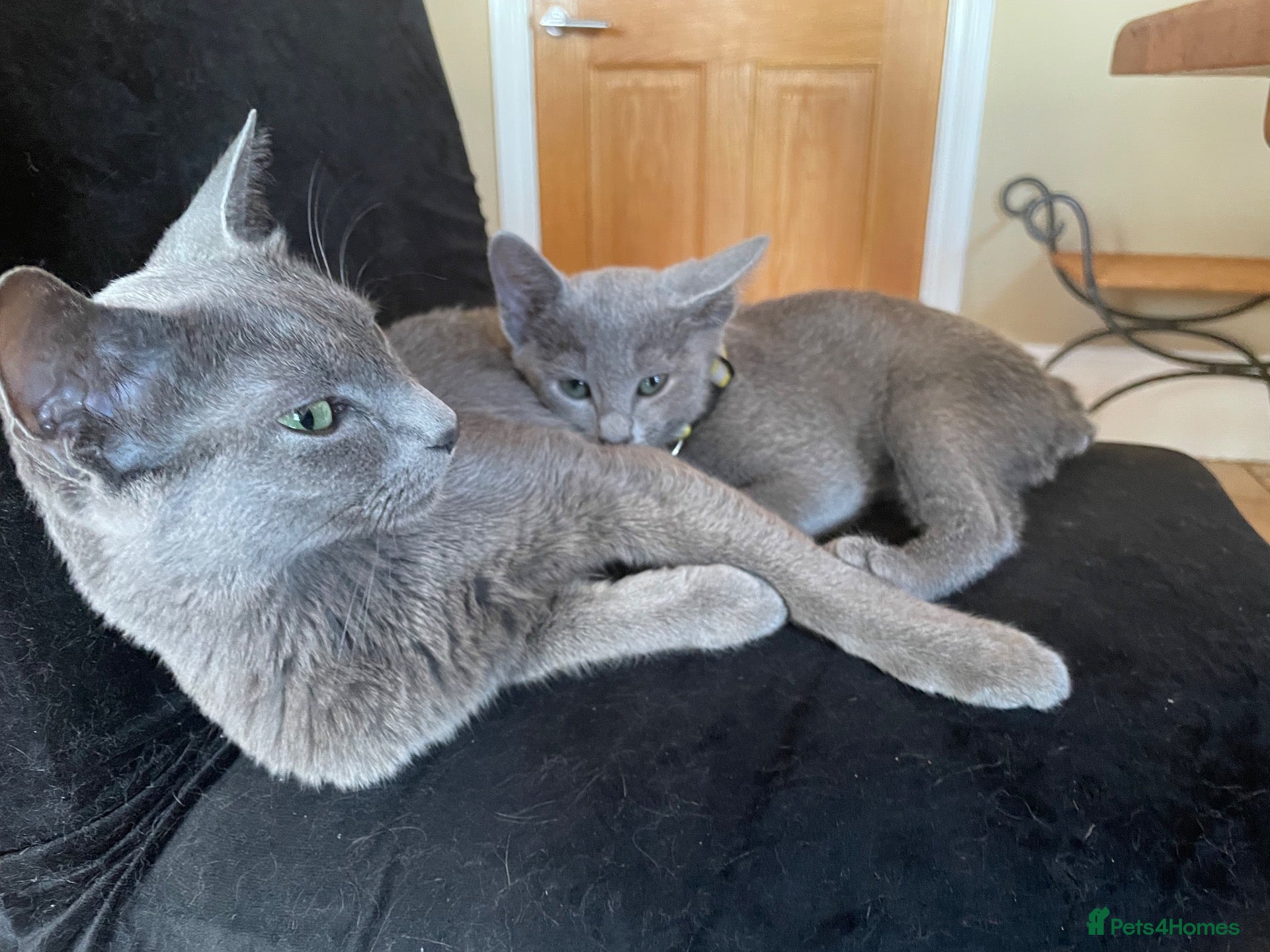Russian Blue cats 5 Beautiful Russian Blue Kittens - Advert 1
