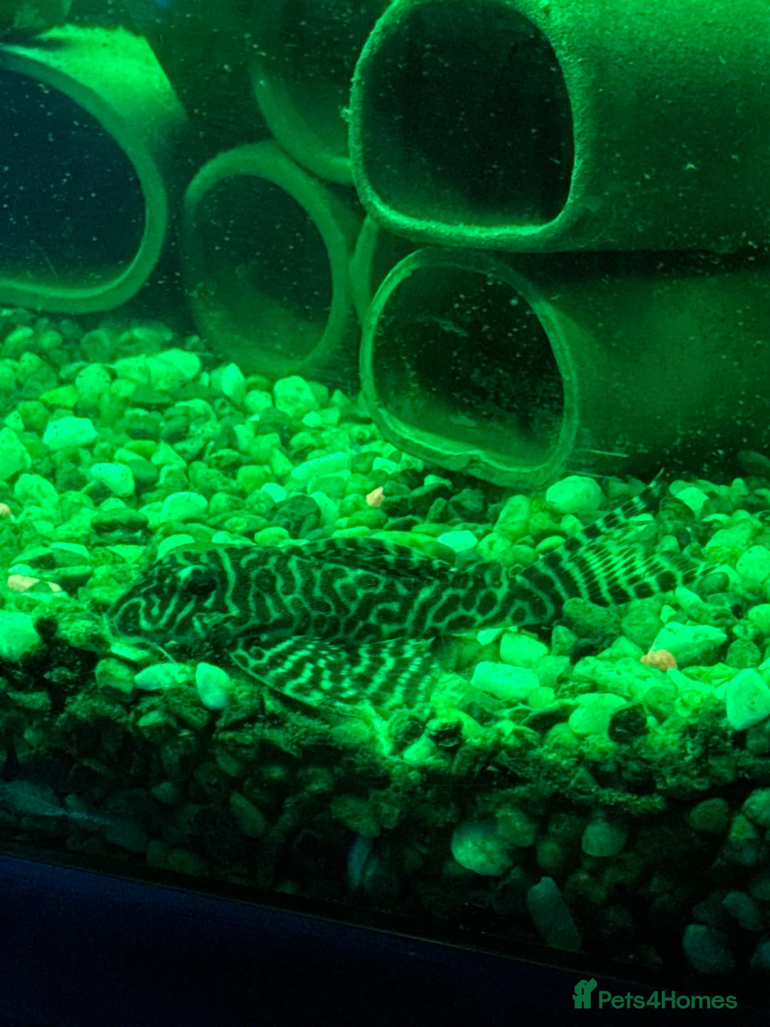 Plecos fish for sale: X6 Breeding Group of L333 Plecos in Warrington - Advert 2