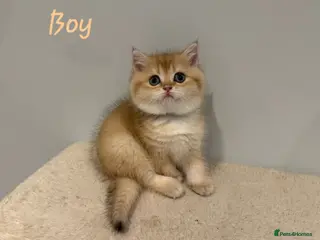 British Shorthair cats Pure Pedigree BSH Kittens GCCF Rare Golden /Silver - Advert 1