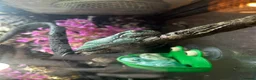 Frog reptiles for sale: Whites Tree frogs high snowflake dumpy frog x3 - Advert 3