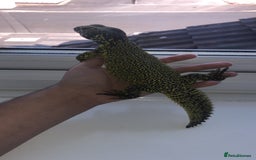 Lizard reptiles for sale: Moroccan Uromastyx  - Image 1