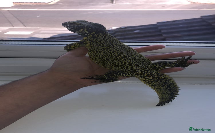 Lizard reptiles - Advert 1