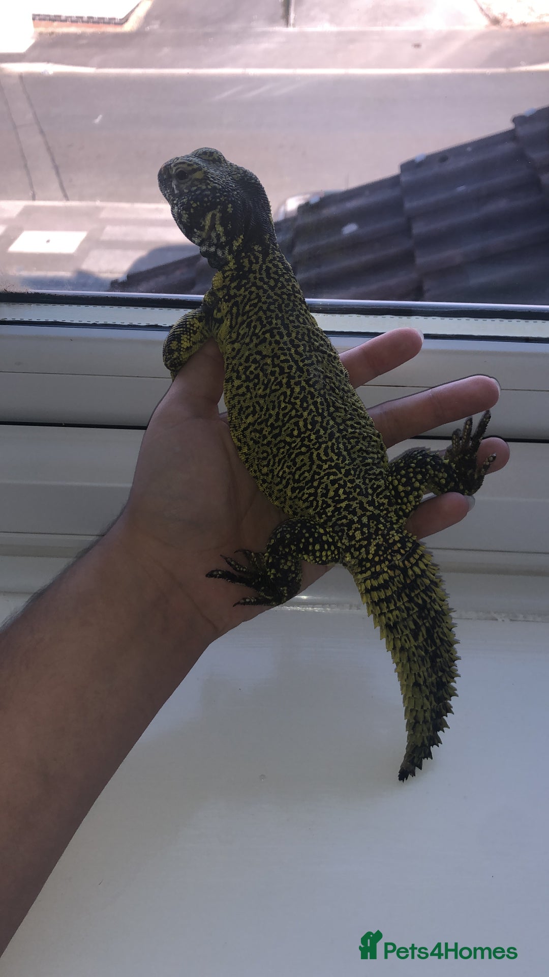 Lizard reptiles for sale: Moroccan Uromastyx  - Image 1