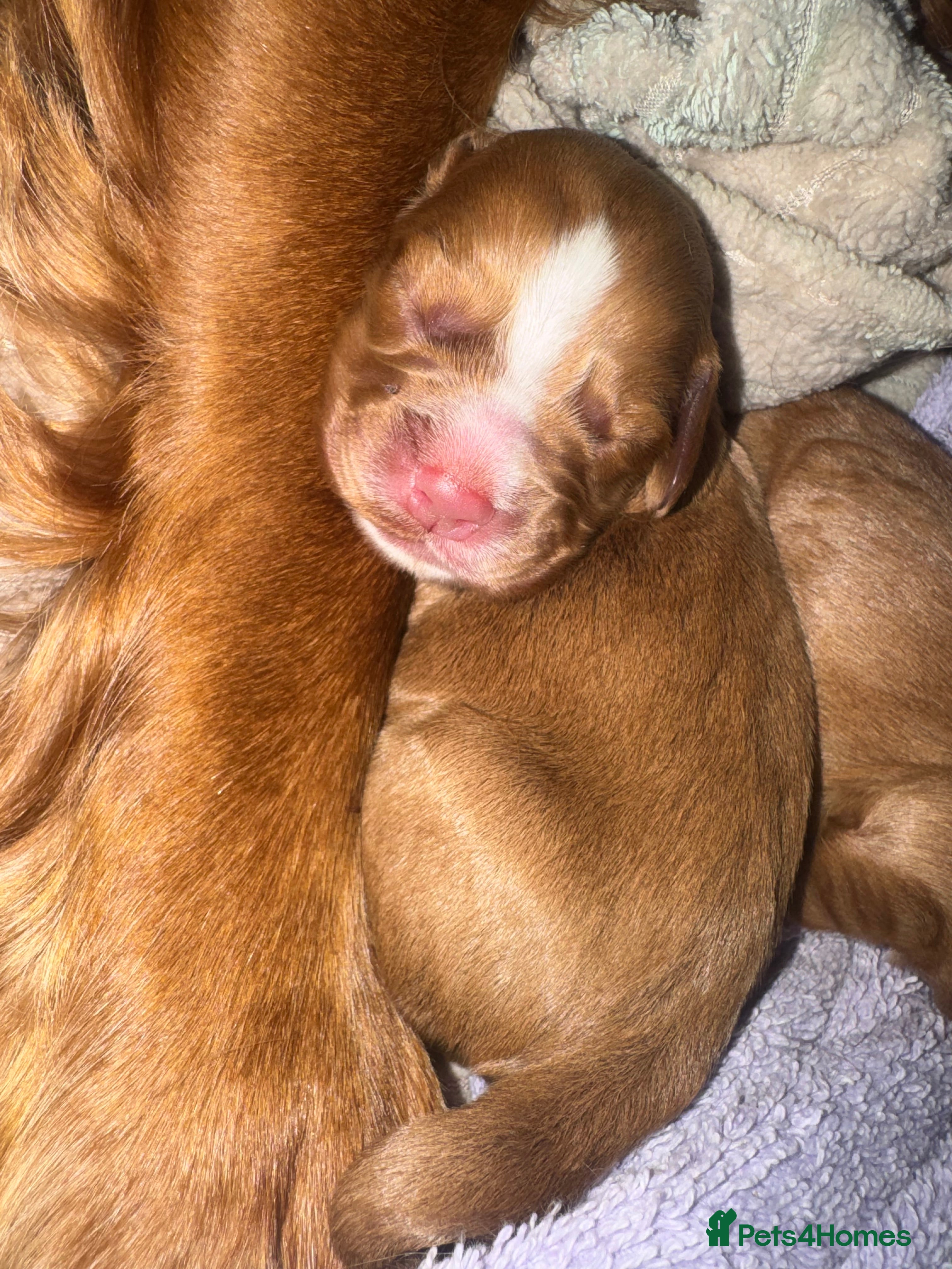 Cocker Spaniel dogs KC COCKER SPANIELS  - Advert 2