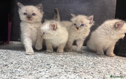 Ragdoll cats for sale: Ragdoll kittens  - Image 8
