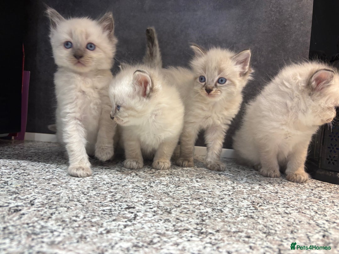 Ragdoll cats for sale: Ragdoll kittens  - Image 8