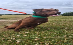 Patterdale Terrier dogs for stud: Working patterdale for stud - Image 7