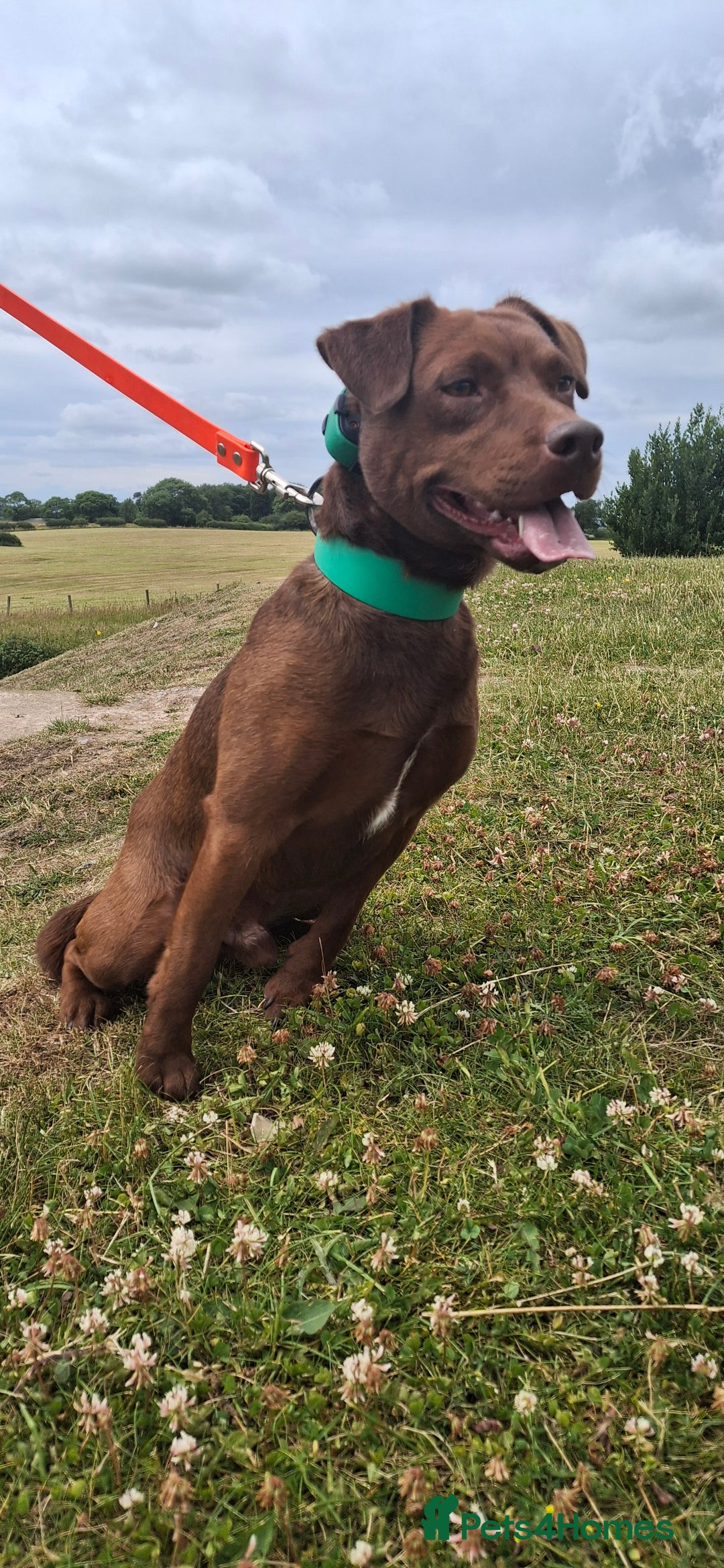 Patterdale Terrier dogs for stud: Working patterdale for stud - Image 7
