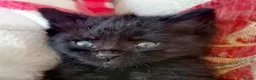Mixed Breed cats for sale: 2 gorgeous hand reared orphan kittens in Radstock - Advert 8
