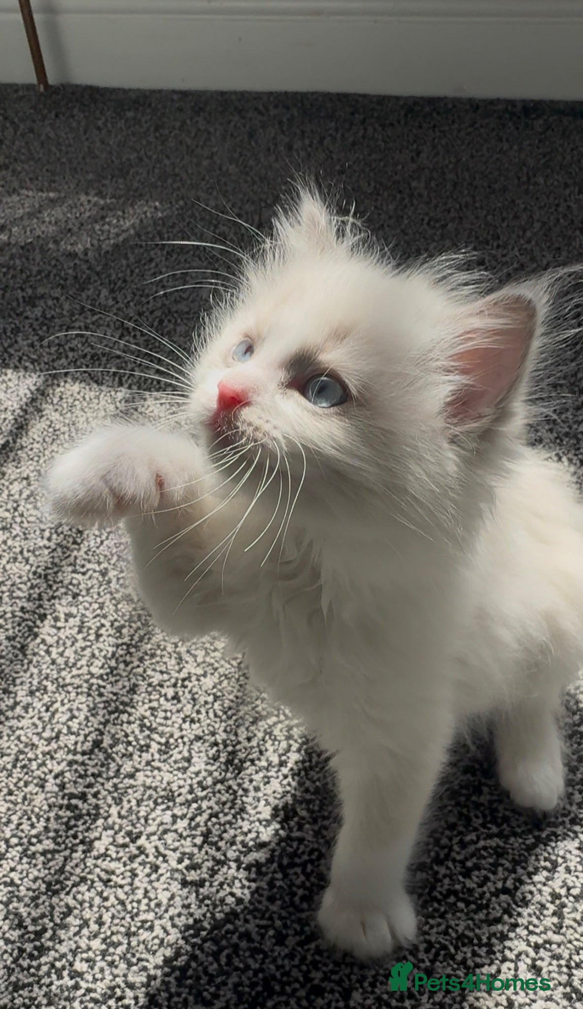 Ragdoll cats Panko the ragdoll - Advert 1