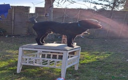 Mixed Breed dogs for sale: Jackapoo for sale - Image 3