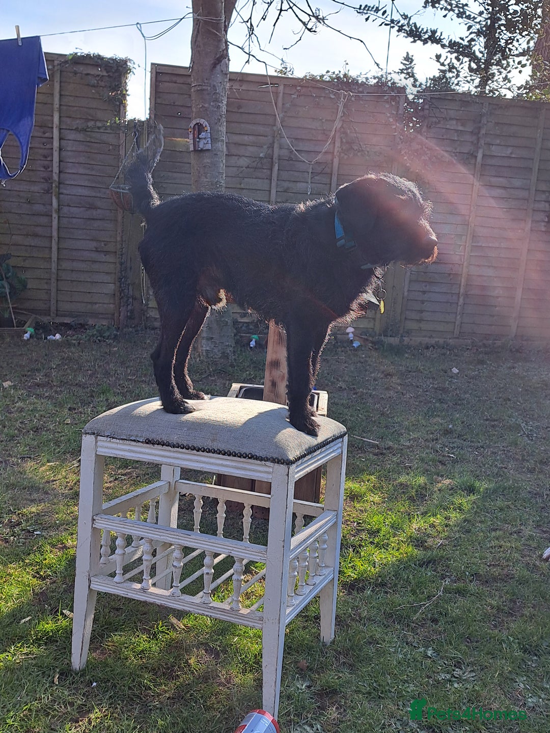 Mixed Breed dogs for sale: Jackapoo for sale - Image 3