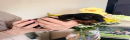 Miniature Dachshund dogs for sale: Lovely litter of 5 Miniature Dachshunds  - Advert 25