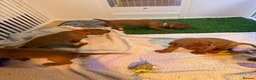 Hungarian Vizsla dogs for sale: Part Trained Daisy’s 2nd litter Hungarian vizsla - Advert 17