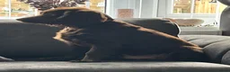 Cocker Spaniel dogs for sale: MeetMilo  - Advert 20