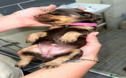 Cocker Spaniel dogs for sale: Cocker spaniel puppies  - Image 4