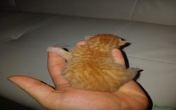Bengal cats for sale: Bengal kittens for rehome - Image 9