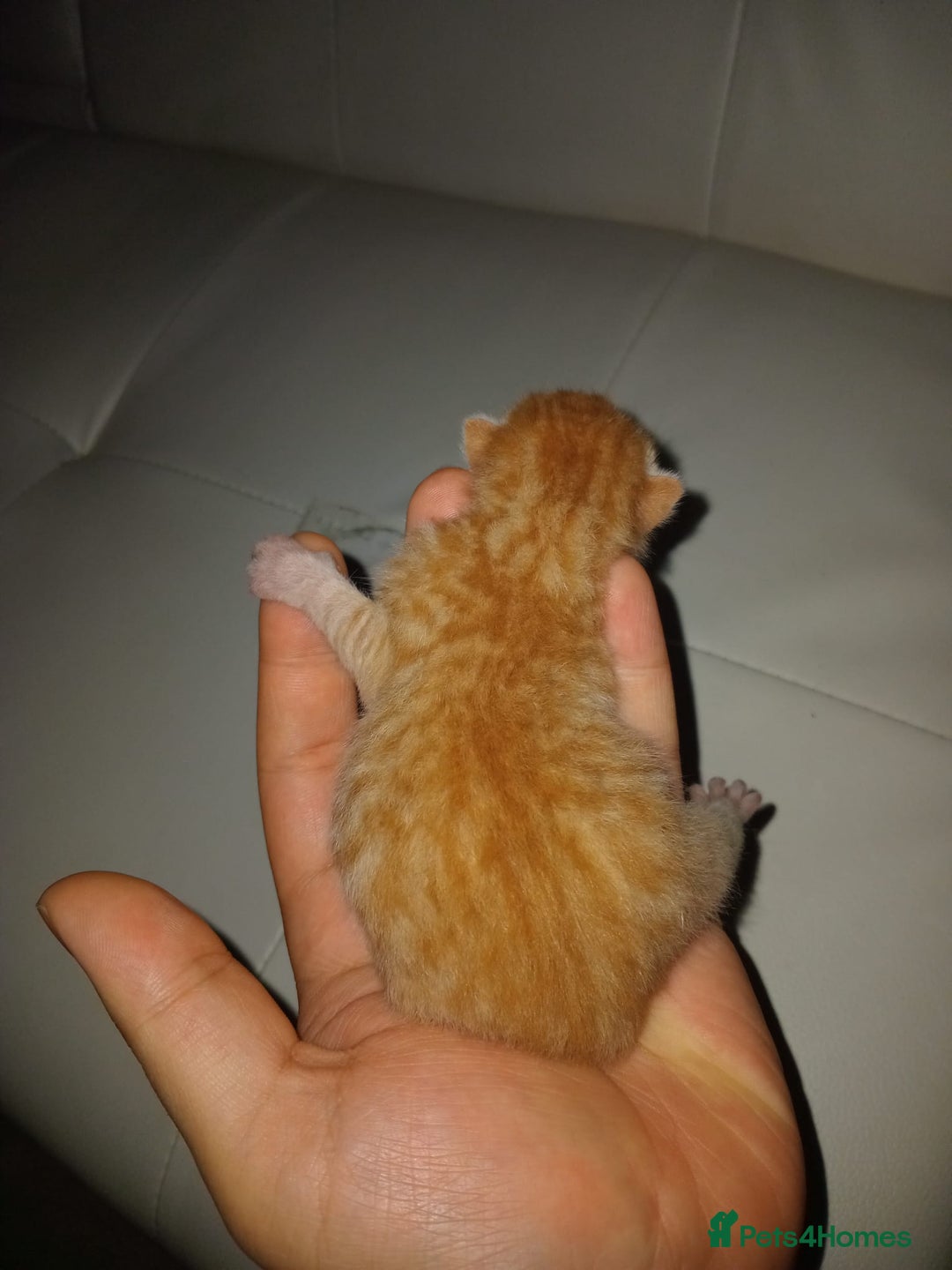 Bengal cats for sale: Bengal kittens for rehome - Image 9